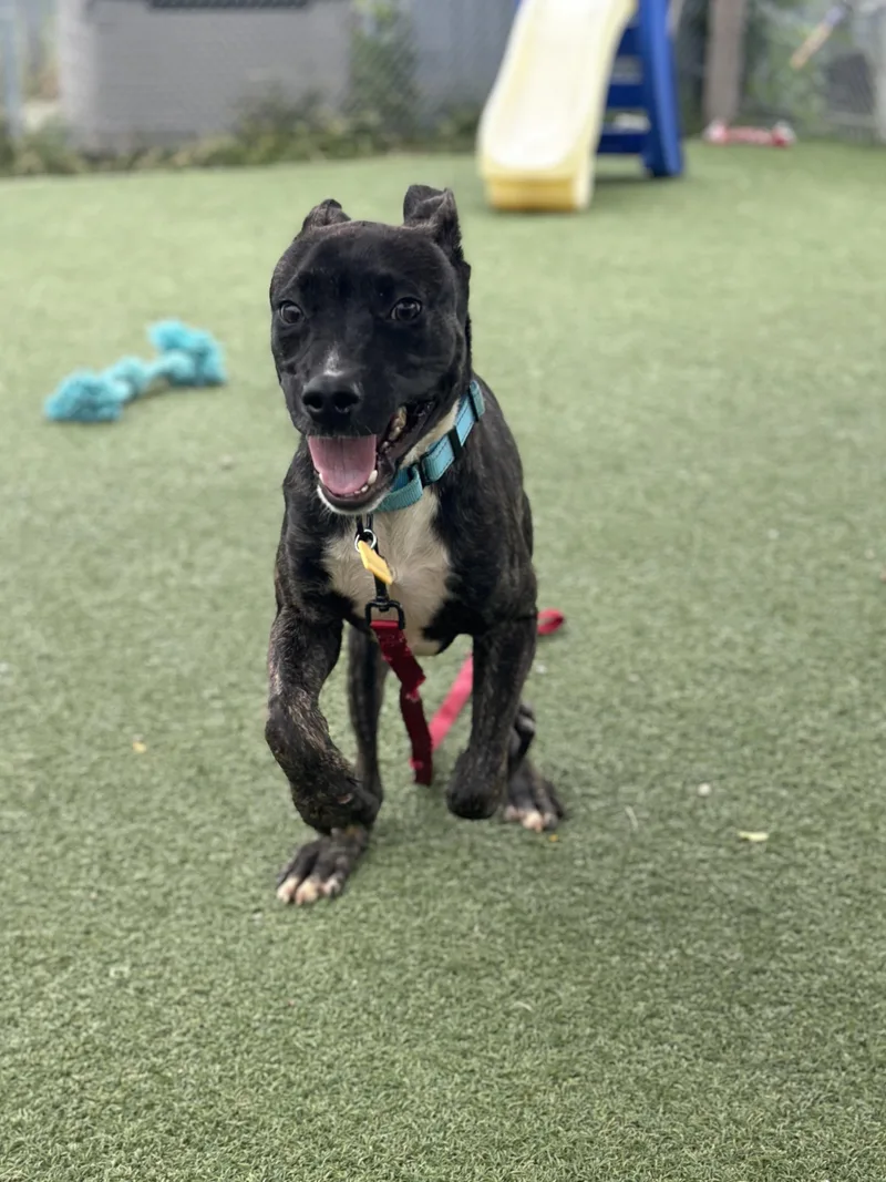 A baby medium-sized male Brown / Chocolate Pit Bull Terrier dog named Ashton for adoption in Cleveland, OH