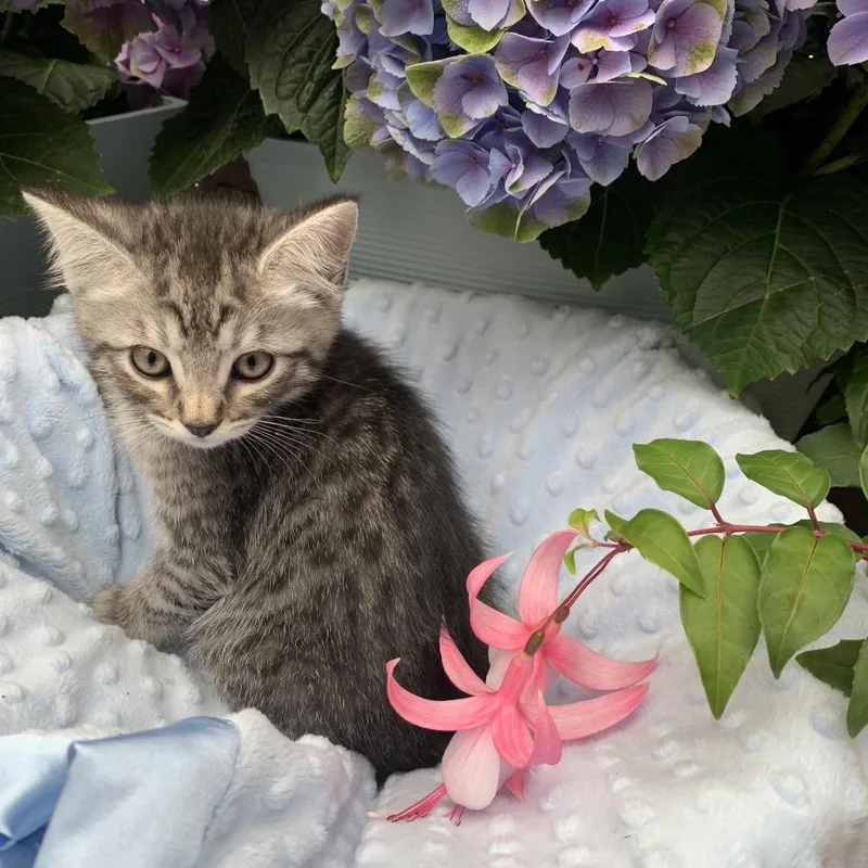 A baby small-sized male Black Domestic Short Hair cat named Louie for adoption in Tustin, CA