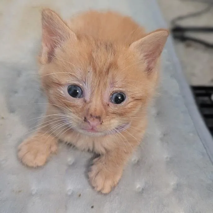 Apricot thumbnail 3