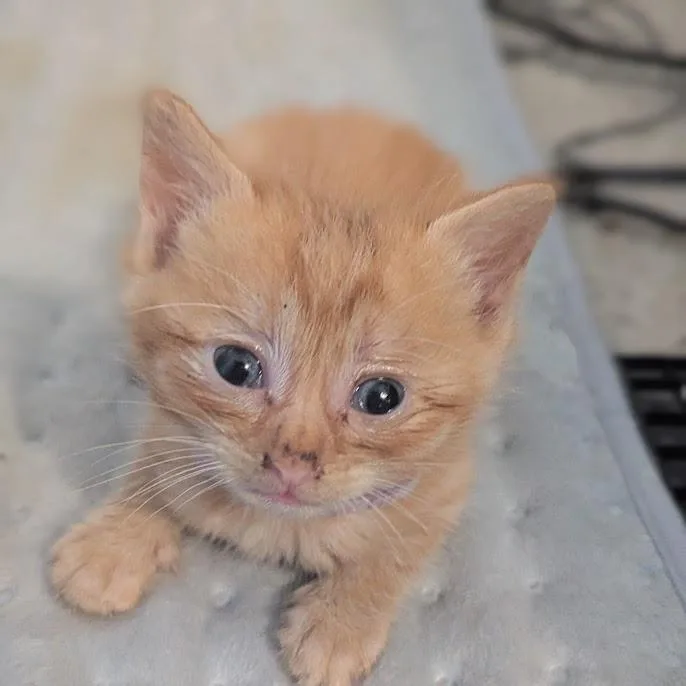 Apricot thumbnail 4