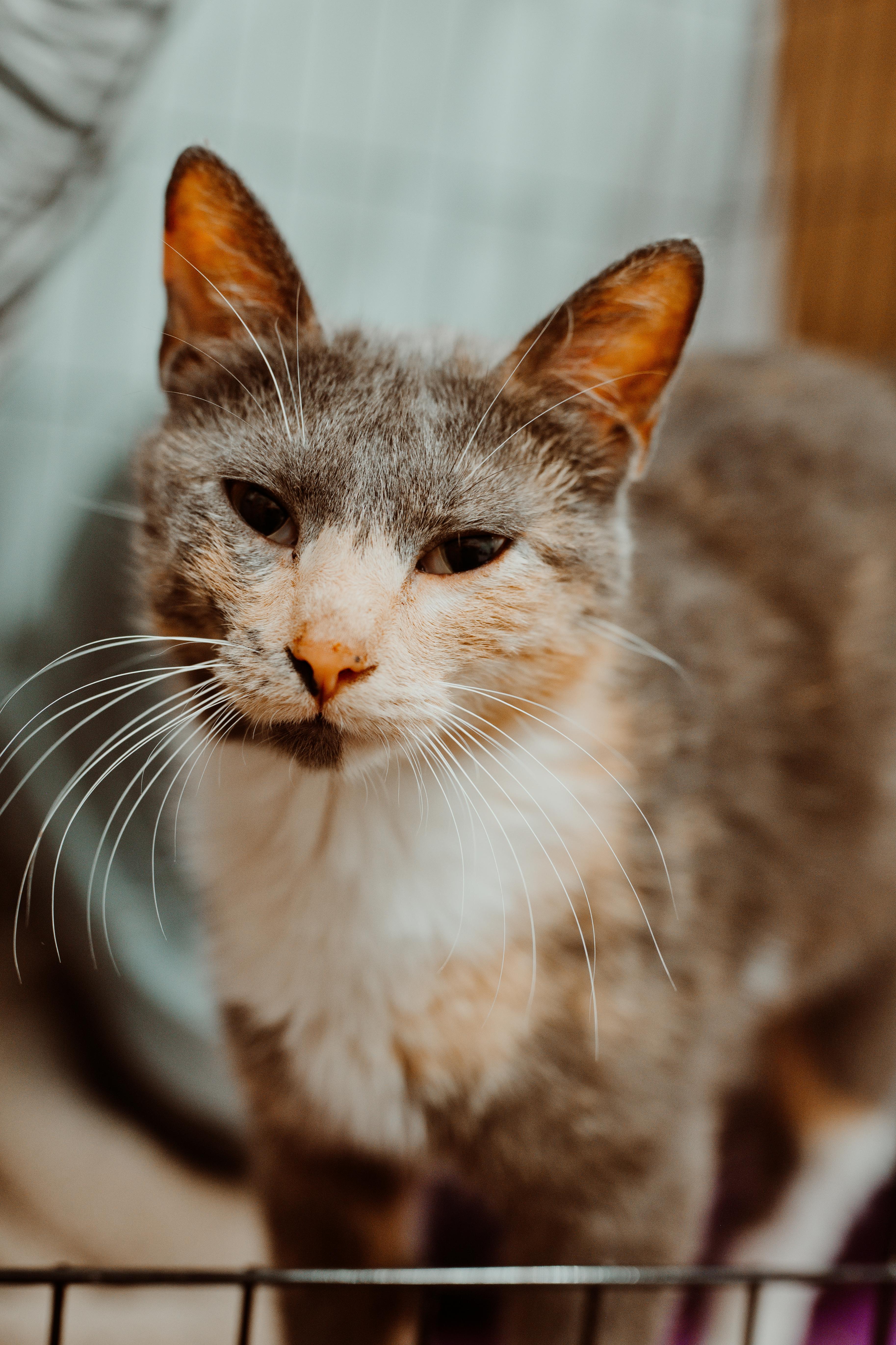 An adult medium-sized female Buff / Tan / Fawn Domestic Short Hair cat named Juno for adoption in Le Mars, IA