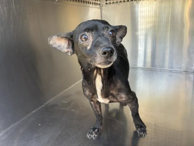 An adult small-sized female Chihuahua dog named Noel for adoption in Mesa, AZ