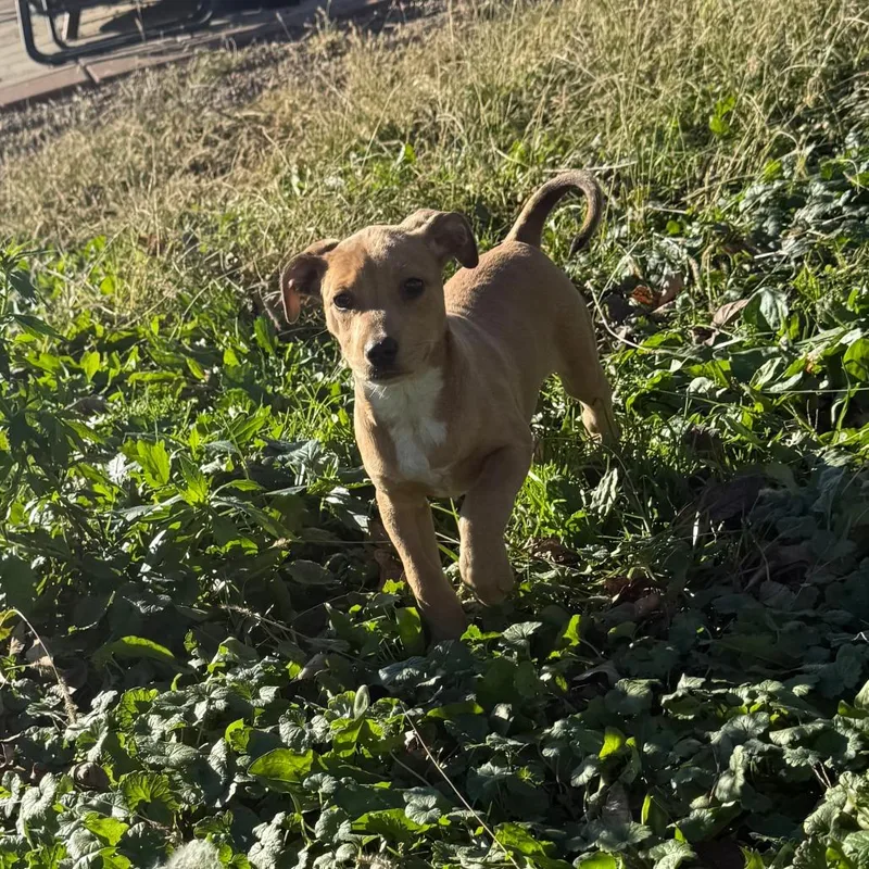 A baby small-sized female Yellow / Tan / Blond / Fawn Dachshund dog named Elsie for adoption in Kittanning, PA
