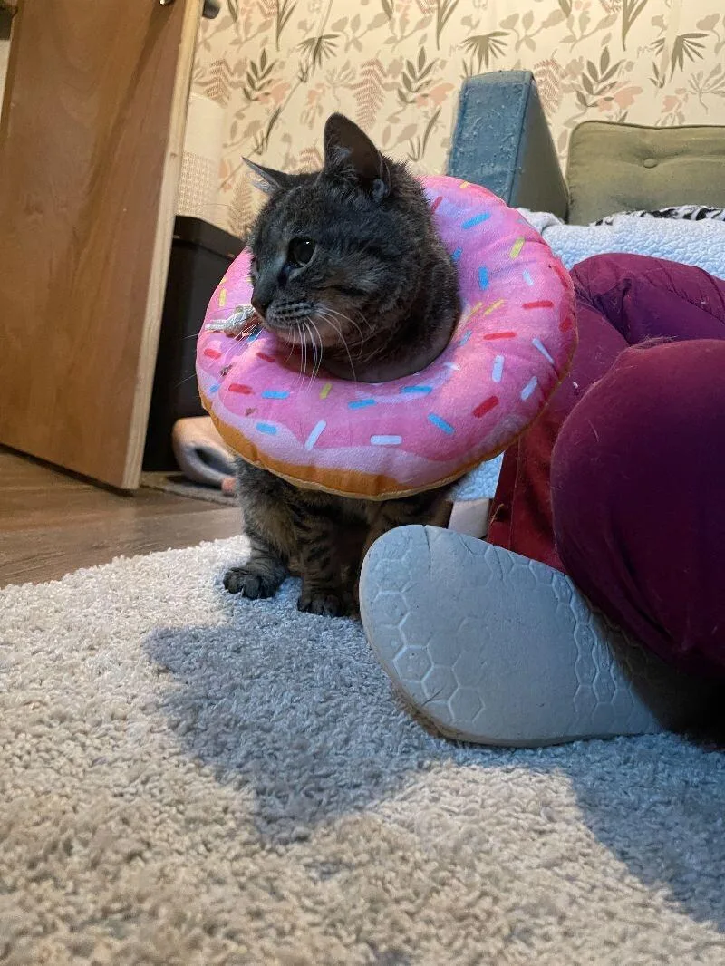 A senior medium-sized female Tabby (Brown / Chocolate) Domestic Short Hair cat named Alpha for adoption in Colmar, PA