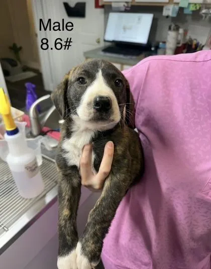 A baby small-sized male Mixed Breed dog named Allister for adoption in West Chester, PA
