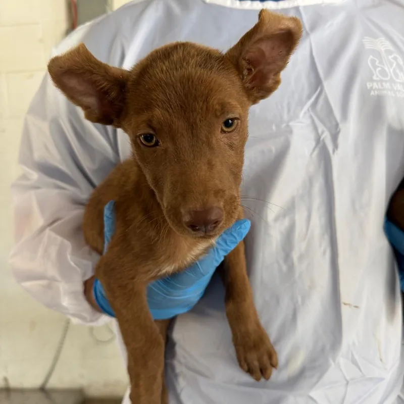 A baby small-sized female Pit Bull Terrier dog named Caterpie for adoption in Edinburg, TX