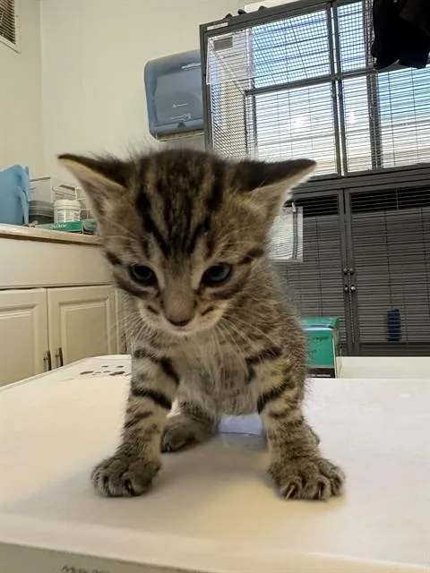 A baby small-sized female Domestic Short Hair cat named Paisley for adoption in Rancho Cucamonga, CA