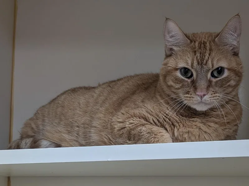 A senior large-sized male Domestic Short Hair cat named Peanut Butter for adoption in Little Rock, AR
