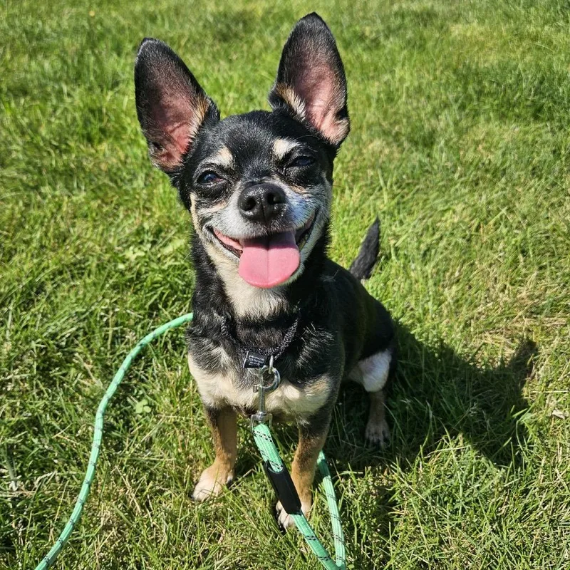 An adult small-sized male Black Chihuahua dog named Jack Daniels for adoption in Champaign, IL
