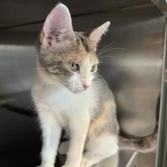A baby small-sized female White Domestic Short Hair cat named Silent Contributor for adoption in Austin, TX