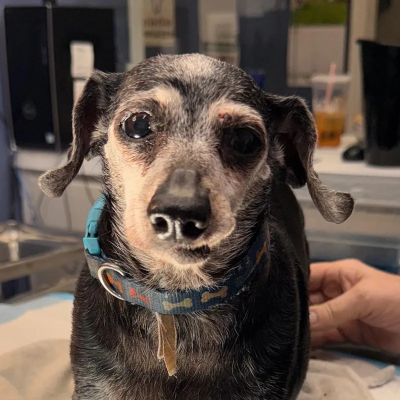 A senior small-sized female Black Chihuahua dog named Mary for adoption in Jacksonville, AR