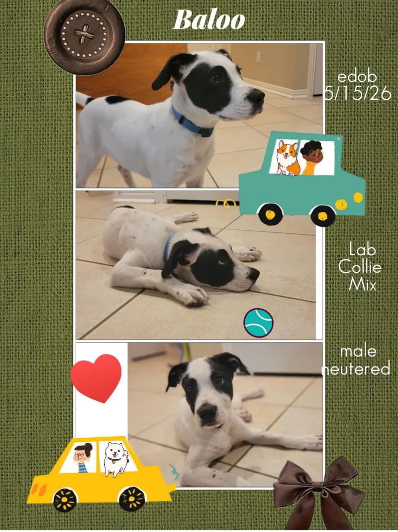 Baloo BRT thumbnail 3