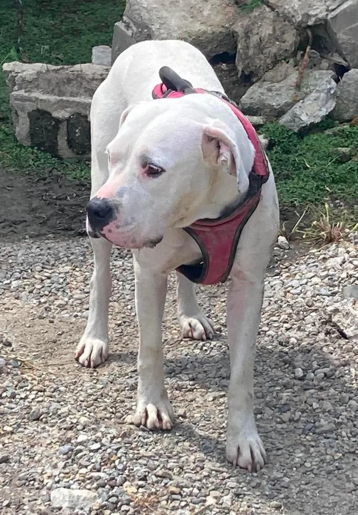 An adult large-sized female Labrador Retriever dog named Dolly for adoption in Lagrange, IN