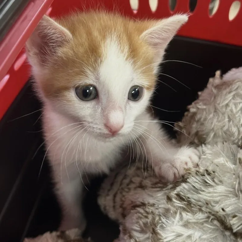 A baby small-sized female Orange / Red Domestic Short Hair cat named Zipper for adoption in Houston, TX