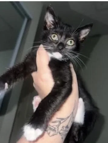 A baby medium-sized female Black & White / Tuxedo Domestic Short Hair cat named Victoria for adoption in Cumberland, RI