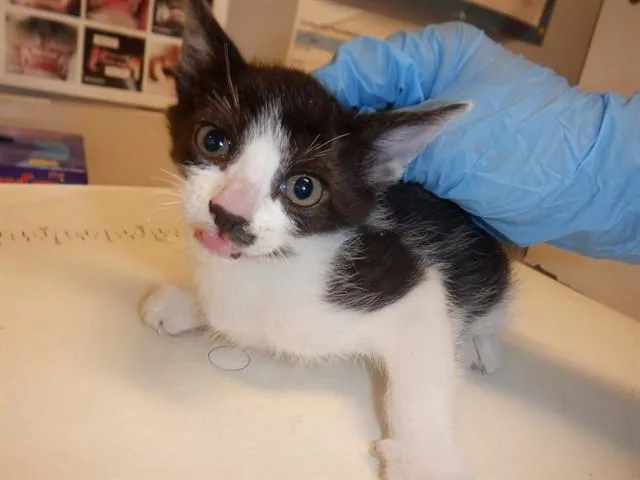 A baby small-sized female Domestic Short Hair cat named Cindy Clawford for adoption in San Jose, CA