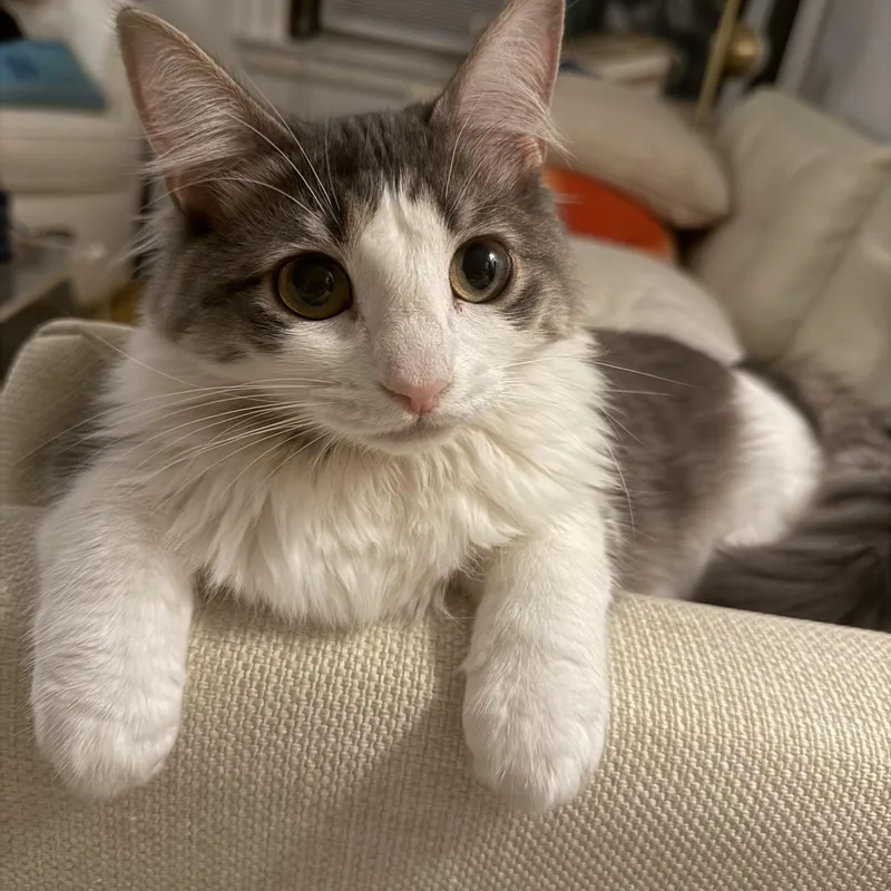 A young medium-sized female Gray & White Domestic Long Hair cat named Chiffon for adoption in Brooklyn, NY