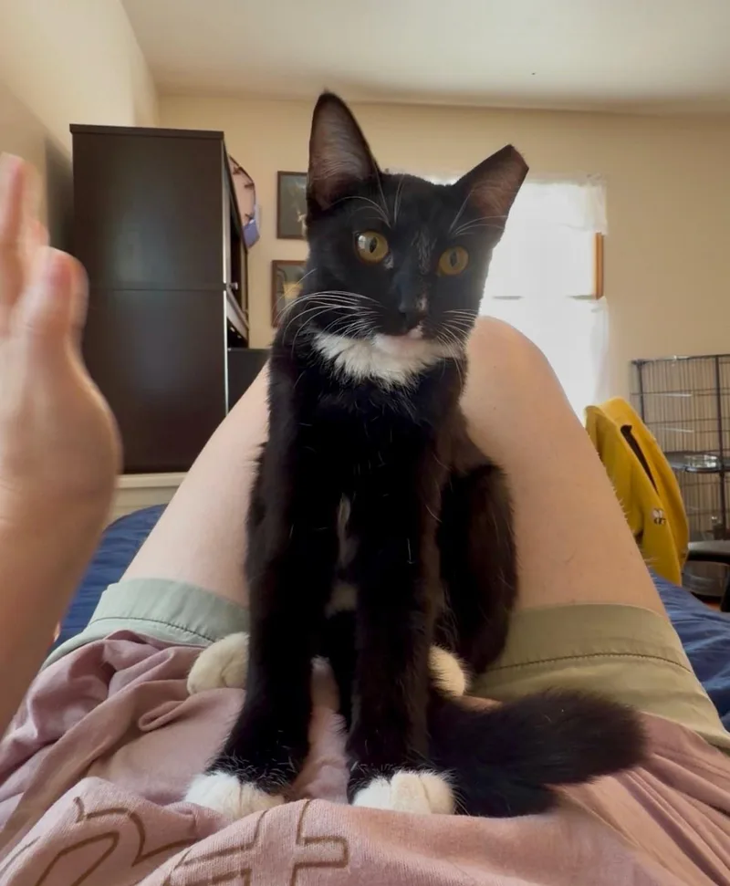 A young small-sized female Domestic Short Hair cat named Addy for adoption in Saint Charles, MO