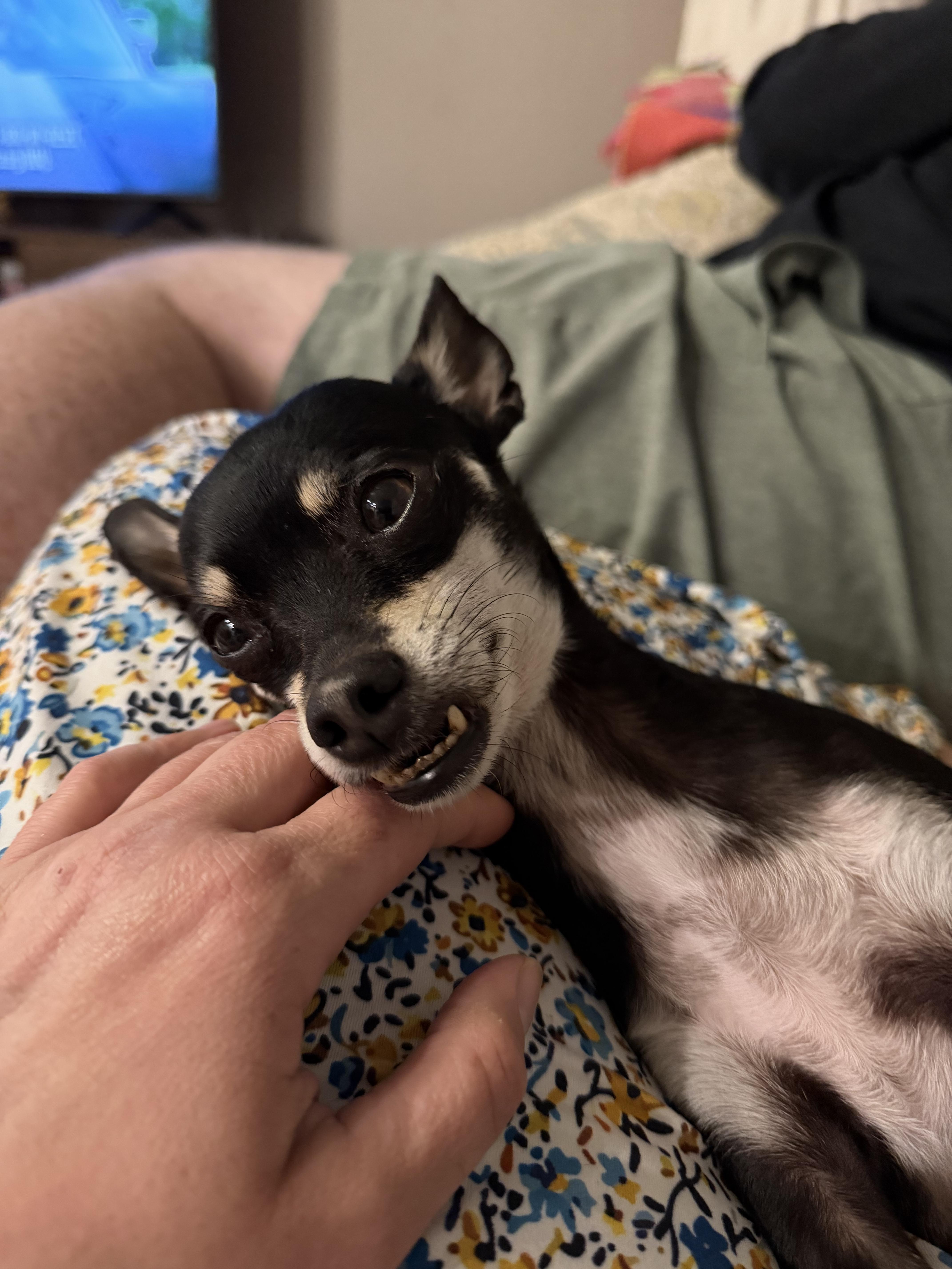 An adult small-sized female Black Chihuahua dog named Shrinky Dink for adoption in Austin, TX