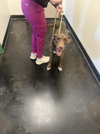 An adult large-sized male Mixed Breed dog named Moose Tracks for adoption in Memphis, TN