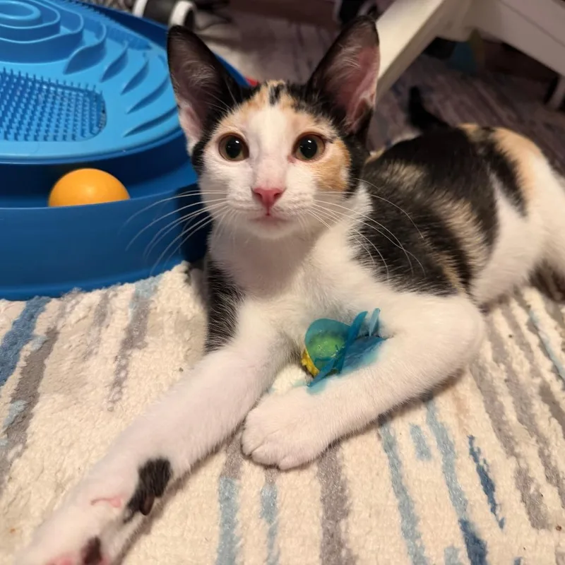 A baby small-sized female Calico Domestic Short Hair cat named Beth for adoption in Saint Louis, MO
