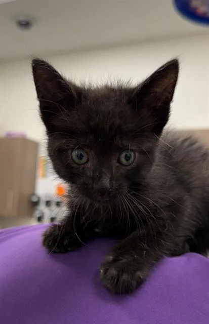 A baby small-sized male Domestic Short Hair cat named Loverboy for adoption in Baytown, TX