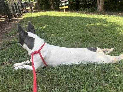 An adult large-sized male Mixed Breed dog named Chance for adoption in Chamblee, GA