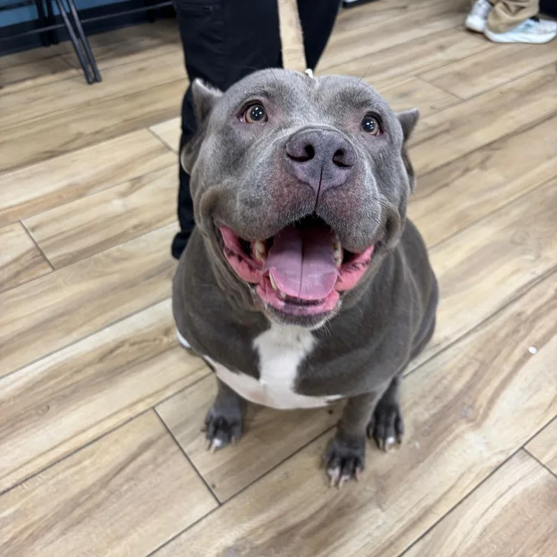 An adult extra large-sized female Gray / Blue / Silver Cane Corso dog named Reli for adoption in Newark, NJ