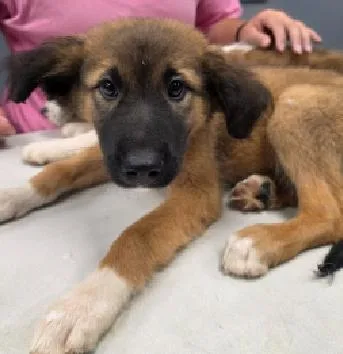 A baby medium-sized female Tricolor (Brown, Black, & White) Catahoula Leopard Dog dog named Jessie for adoption in Wolcott, CT
