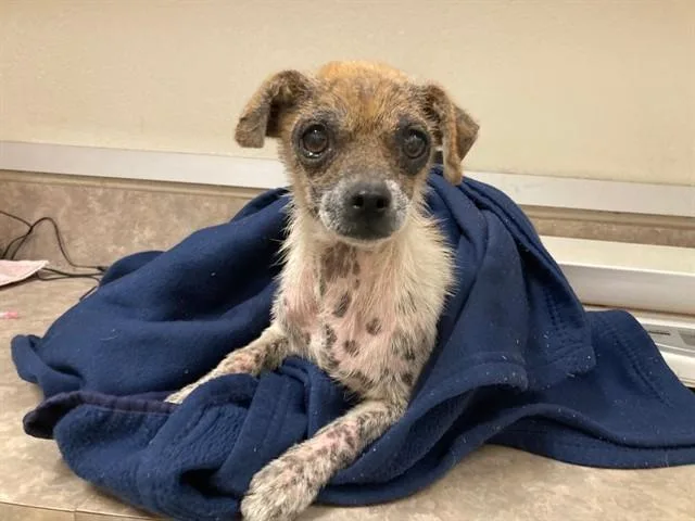 An adult small-sized female Chihuahua dog named Yzma for adoption in Santa Maria, CA