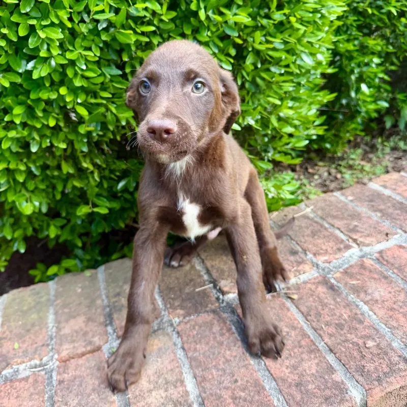 A baby medium-sized male Brown / Chocolate Mixed Breed dog named Ravioli for adoption in Brownsboro, AL
