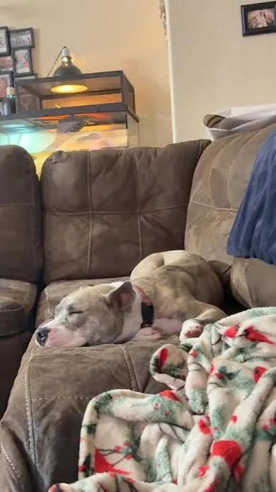 A young medium-sized female Pit Bull Terrier dog named Penny for adoption in Chandler, AZ