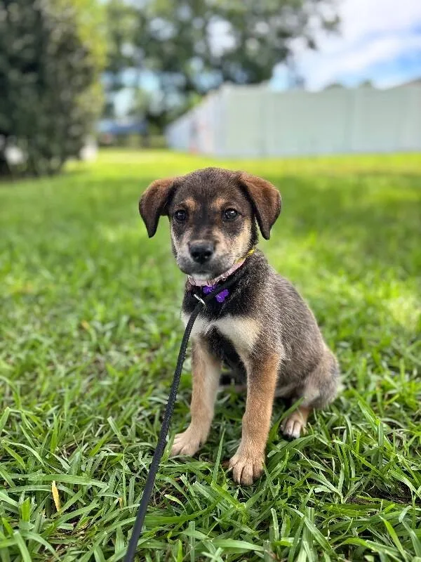 A baby small-sized female Tricolor (Brown, Black, & White) Beagle dog named Avery for adoption in Aiken, SC