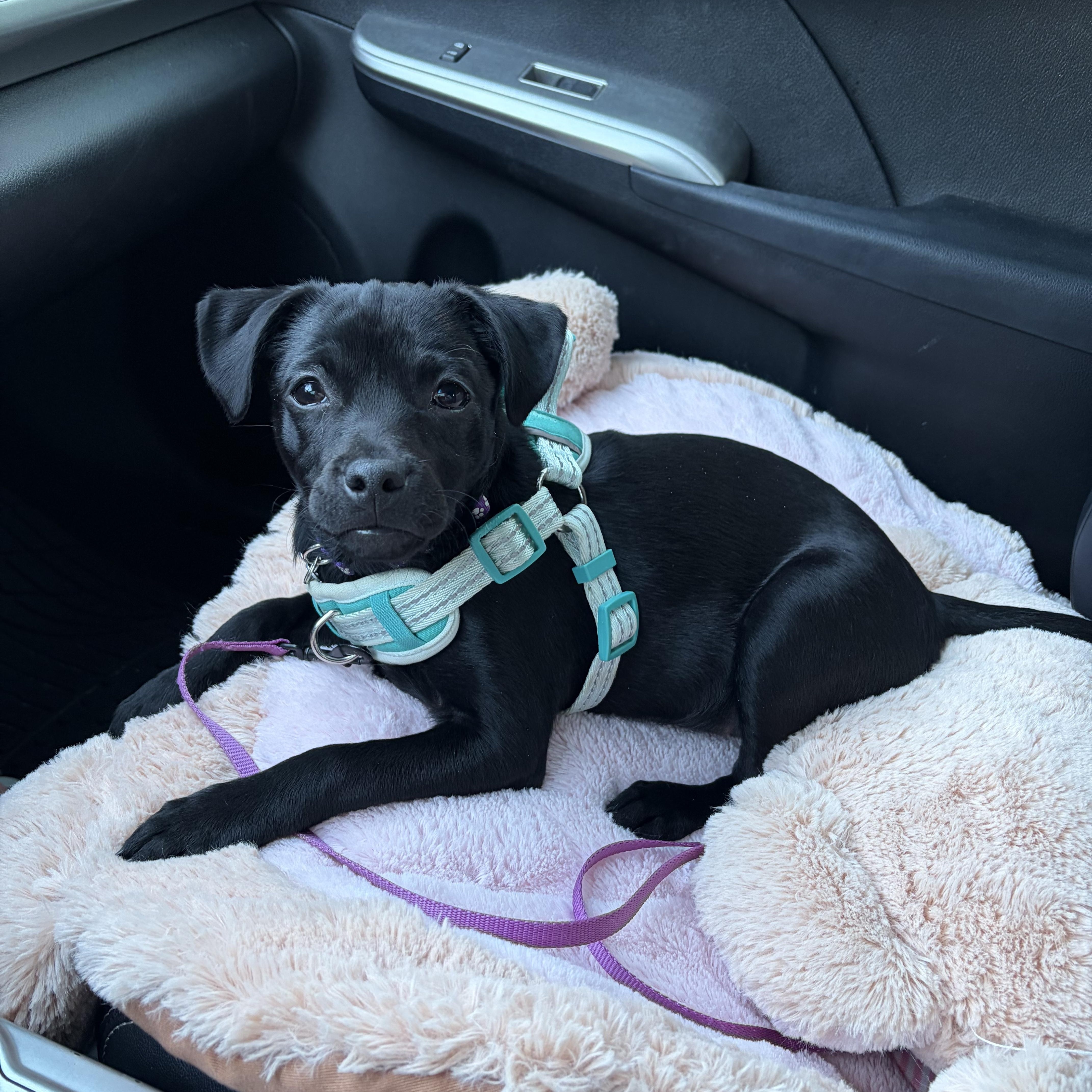 A baby small-sized female Pug dog named Pepper for adoption in Cordova, TN