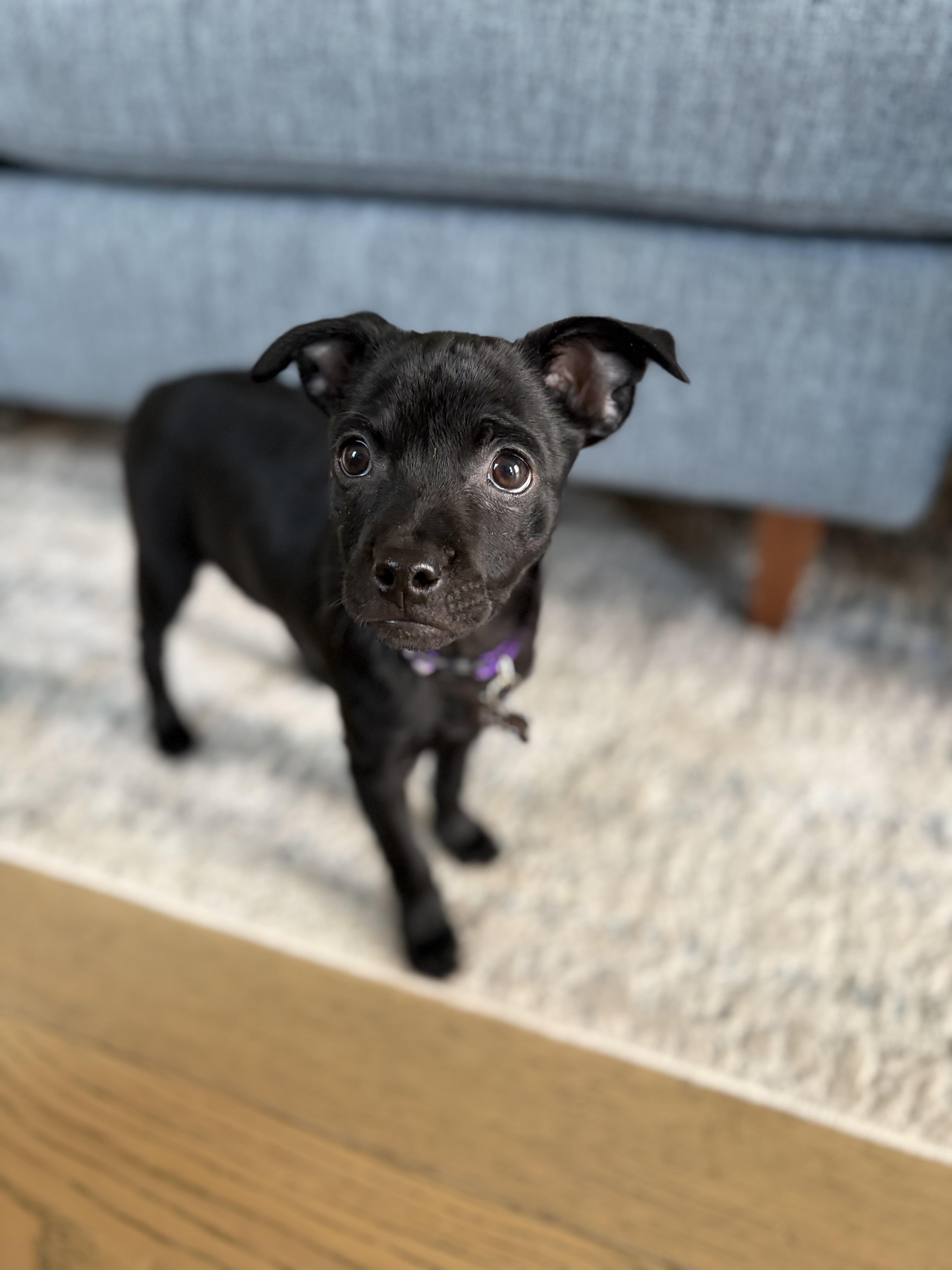 Pepper thumbnail 4