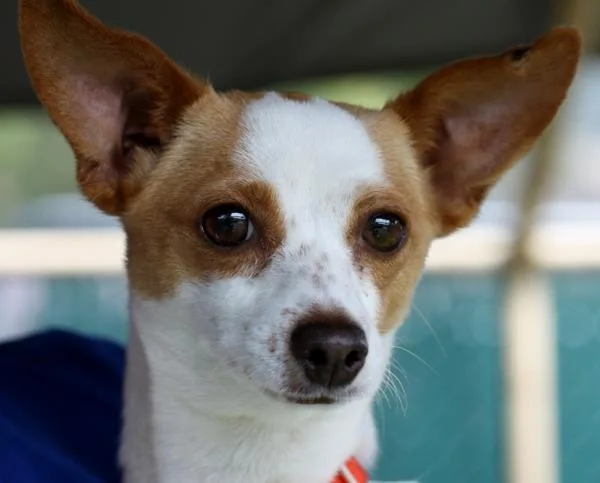 A senior small-sized female Chihuahua dog named Gina for adoption in Escondido, CA