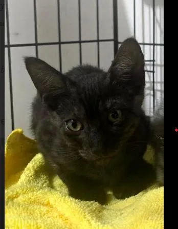 A baby small-sized female Black Domestic Short Hair cat named Fauna for adoption in Naranjito, PR