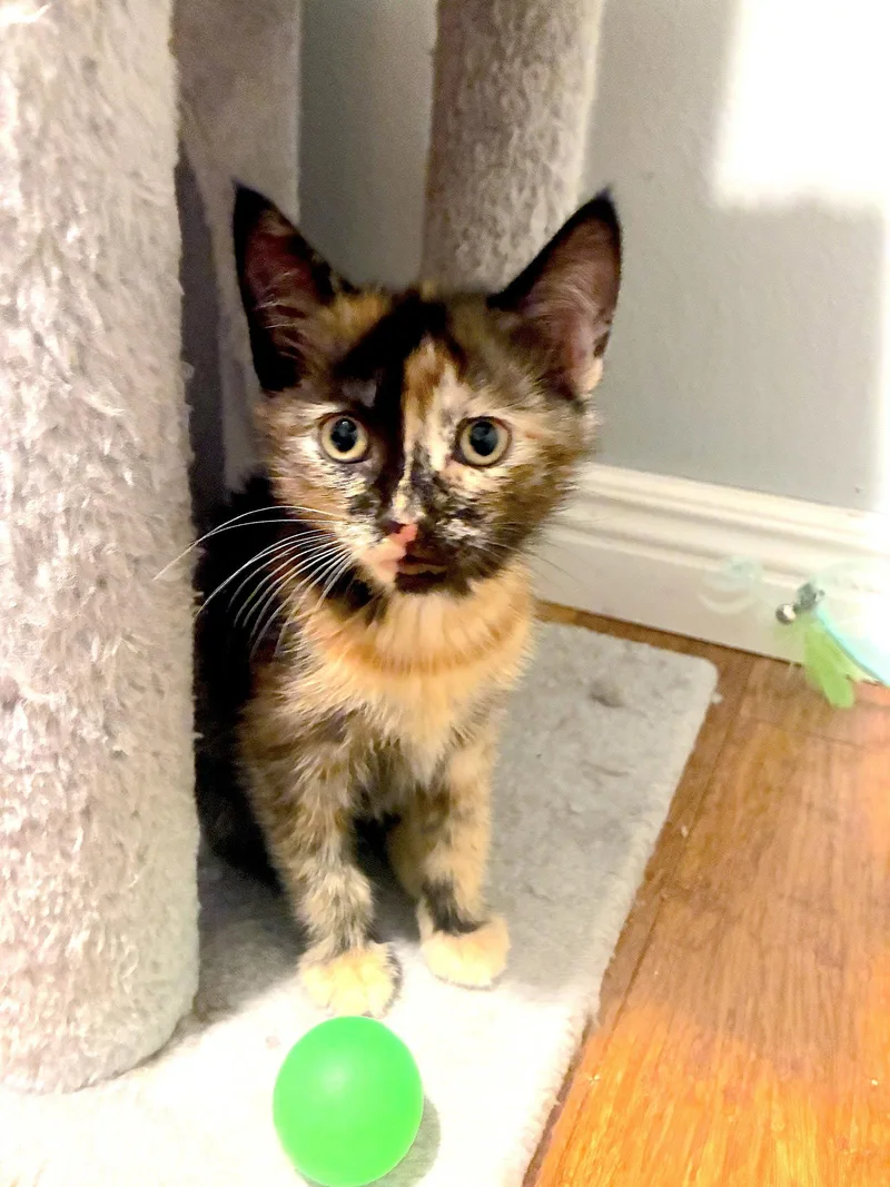 A baby medium-sized female Domestic Short Hair cat named Honey Bee Bonded for adoption in Fremont, CA
