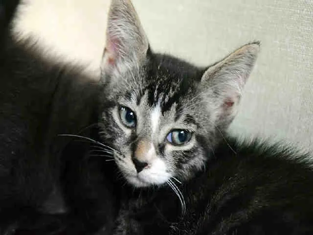 An adult medium-sized male Domestic Short Hair cat named Frock for adoption in Fort Lauderdale, FL