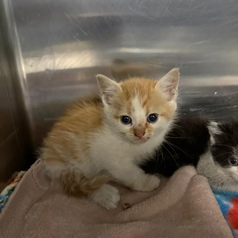 A baby small-sized male Orange / Red Domestic Short Hair cat named Crunchwrap for adoption in Newark, NJ
