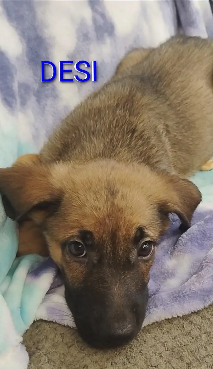 A baby medium-sized male Black German Shepherd Dog dog named Desi for adoption in Saint Jo, TX