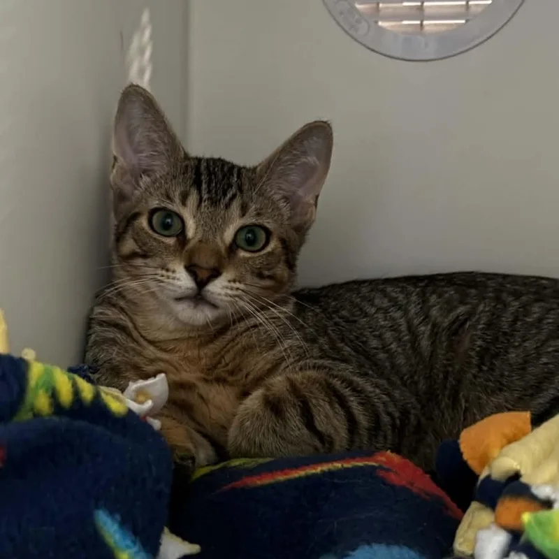 A baby small-sized male American Shorthair cat named Tiger for adoption in Danbury, CT
