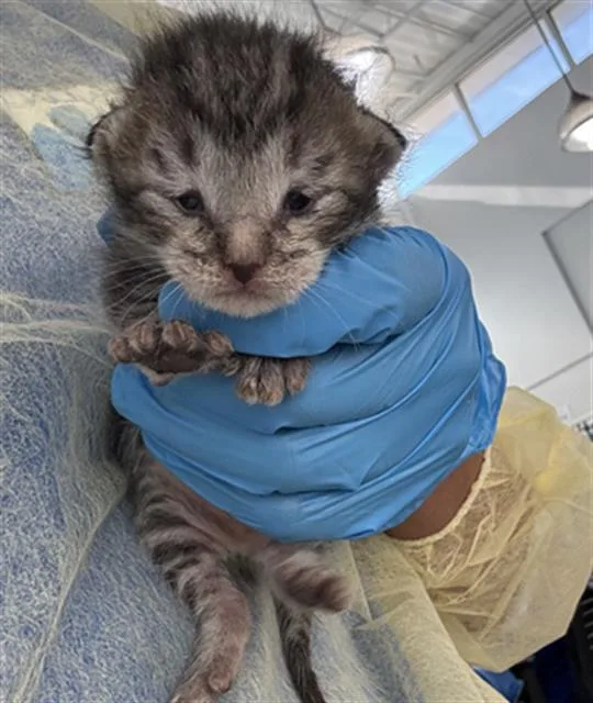 A baby medium-sized male Domestic Short Hair cat named Nimbus for adoption in Dallas, TX