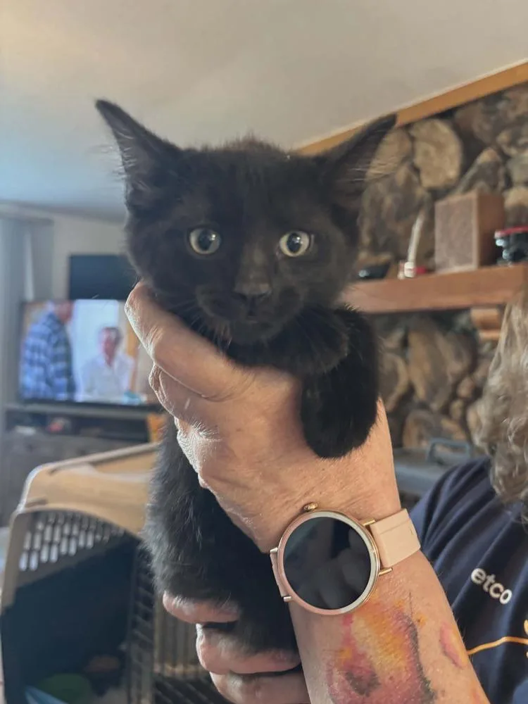 A baby small-sized male Black Domestic Short Hair cat named Philly Gr. for adoption in Peoria, IL