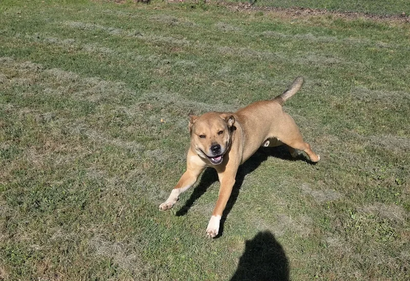 A senior medium-sized male German Shepherd Dog dog named Razor for adoption in Zimmerman, MN