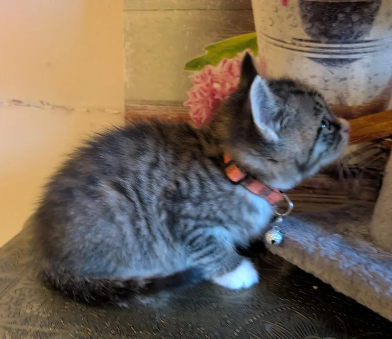 A baby small-sized male Tabby (Gray / Blue / Silver) Domestic Short Hair cat named Luigi for adoption in Bayonne, NJ