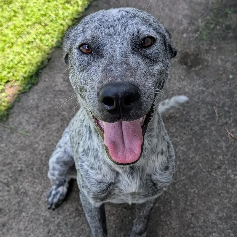 A young medium-sized male White / Cream Catahoula Leopard Dog dog named Oreo for adoption in Volcano, HI