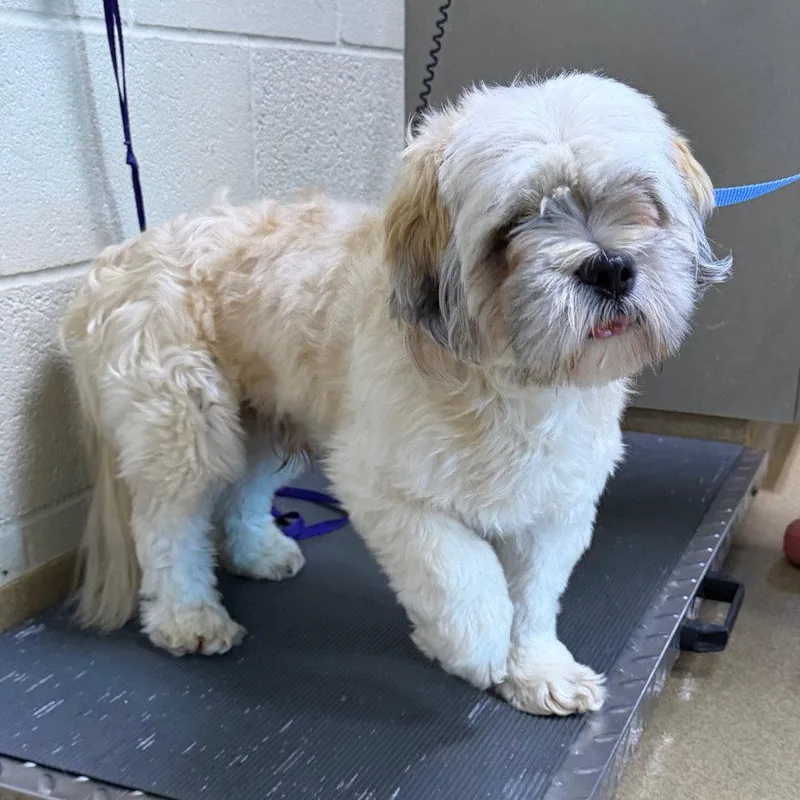 An adult small-sized male Lhasa Apso dog named Fiddle for adoption in Bloomfield, CT