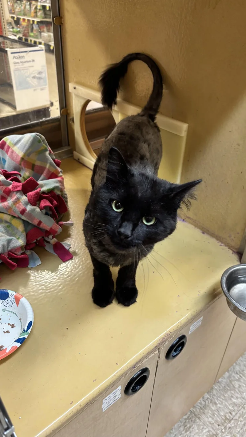 An adult medium-sized male Black Domestic Long Hair cat named Otter for adoption in Wheaton, IL