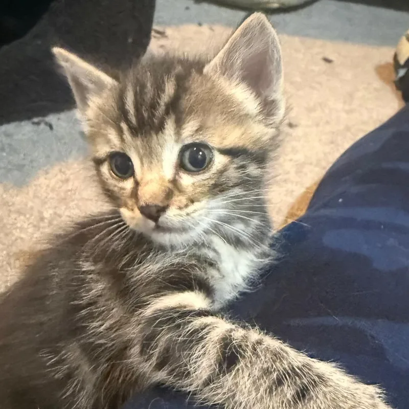 A baby small-sized male Brown / Chocolate Domestic Short Hair cat named Ryu for adoption in Redmond, WA